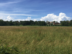 paisagem rural